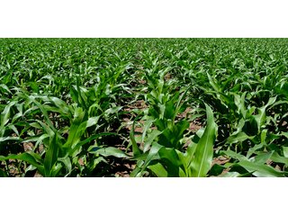 Property photo 11 - LAND AUCTION - 160+/- ACRES OFFERED IN 3 TRACTS IN JASPER COUNTY, INDIANA