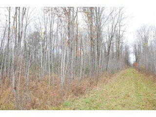 Property photo 100 - REAL ESTATE AUCTION - 1,428+/- ACRES OFFERED IN 10 TRACTS IN PRICE CO., WI