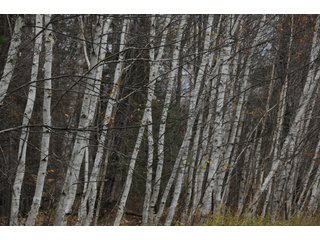 Property photo 98 - REAL ESTATE AUCTION - 1,428+/- ACRES OFFERED IN 10 TRACTS IN PRICE CO., WI