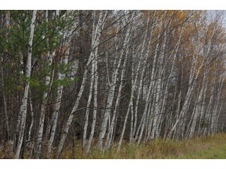 Property photo 79 - REAL ESTATE AUCTION - 1,428+/- ACRES OFFERED IN 10 TRACTS IN PRICE CO., WI