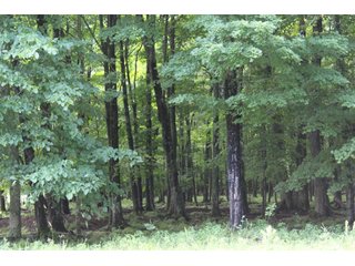 Property photo 99 - REAL ESTATE AUCTION - 1,428+/- ACRES OFFERED IN 10 TRACTS IN PRICE CO., WI