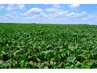 Property photo 23 - LAND AUCTION - 209.2+/- ACRES OFFERED IN 4 TRACTS IN NEWTON COUNTY, INDIANA