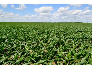 Property photo 22 - LAND AUCTION - 209.2+/- ACRES OFFERED IN 4 TRACTS IN NEWTON COUNTY, INDIANA