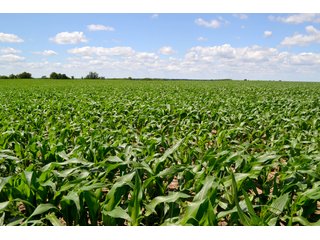 Property photo 27 - LAND AUCTION - 209.2+/- ACRES OFFERED IN 4 TRACTS IN NEWTON COUNTY, INDIANA