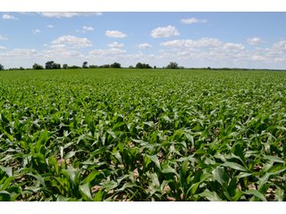 Property photo 25 - LAND AUCTION - 209.2+/- ACRES OFFERED IN 4 TRACTS IN NEWTON COUNTY, INDIANA