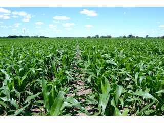 Property photo 26 - LAND AUCTION - 209.2+/- ACRES OFFERED IN 4 TRACTS IN NEWTON COUNTY, INDIANA