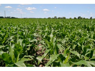 Property photo 21 - LAND AUCTION - 209.2+/- ACRES OFFERED IN 4 TRACTS IN NEWTON COUNTY, INDIANA