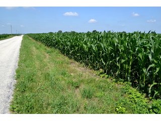 Property photo 28 - LAND AUCTION - 209.2+/- ACRES OFFERED IN 4 TRACTS IN NEWTON COUNTY, INDIANA