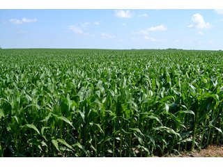 Property photo 24 - LAND AUCTION - 209.2+/- ACRES OFFERED IN 4 TRACTS IN NEWTON COUNTY, INDIANA