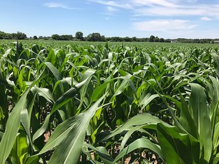 Property photo 33 - LAND AUCTION - 75.2+/- ACRES OFFERED IN 7 TRACTS IN ST. JOSEPH CO., INDIANA