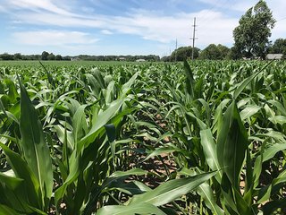 Property photo 37 - LAND AUCTION - 75.2+/- ACRES OFFERED IN 7 TRACTS IN ST. JOSEPH CO., INDIANA