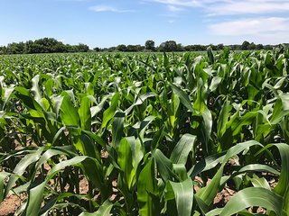 Property photo 21 - LAND AUCTION - 75.2+/- ACRES OFFERED IN 7 TRACTS IN ST. JOSEPH CO., INDIANA