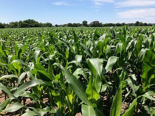 Property photo 30 - LAND AUCTION - 75.2+/- ACRES OFFERED IN 7 TRACTS IN ST. JOSEPH CO., INDIANA