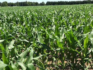 Property photo 24 - LAND AUCTION - 75.2+/- ACRES OFFERED IN 7 TRACTS IN ST. JOSEPH CO., INDIANA