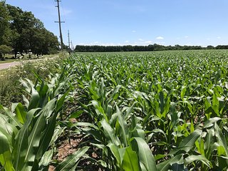 Tract 3 Looking east from Smilax Rd. - LAND AUCTION - 75.2+/- ACRES OFFERED IN 7 TRACTS IN ST. JOSEPH CO., INDIANA