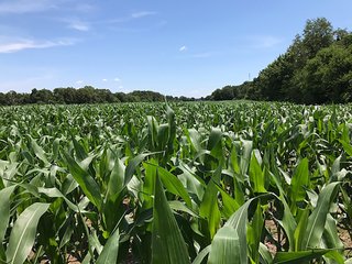 Property photo 32 - LAND AUCTION - 75.2+/- ACRES OFFERED IN 7 TRACTS IN ST. JOSEPH CO., INDIANA
