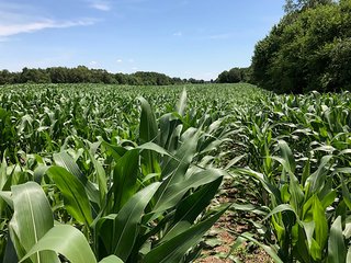 Property photo 36 - LAND AUCTION - 75.2+/- ACRES OFFERED IN 7 TRACTS IN ST. JOSEPH CO., INDIANA