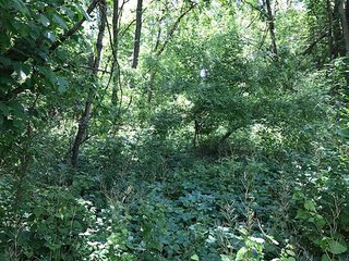 Tracts 6-7 - LAND AUCTION - 75.2+/- ACRES OFFERED IN 7 TRACTS IN ST. JOSEPH CO., INDIANA