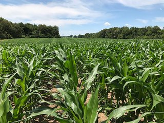 Property photo 25 - LAND AUCTION - 75.2+/- ACRES OFFERED IN 7 TRACTS IN ST. JOSEPH CO., INDIANA
