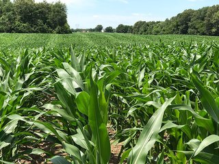 Property photo 35 - LAND AUCTION - 75.2+/- ACRES OFFERED IN 7 TRACTS IN ST. JOSEPH CO., INDIANA
