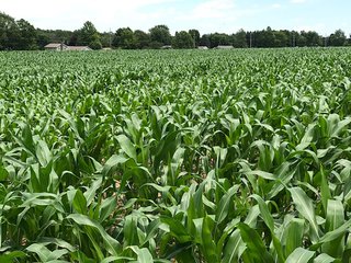 Property photo 31 - LAND AUCTION - 75.2+/- ACRES OFFERED IN 7 TRACTS IN ST. JOSEPH CO., INDIANA