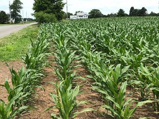 Property photo 23 - LAND AUCTION - 75.2+/- ACRES OFFERED IN 7 TRACTS IN ST. JOSEPH CO., INDIANA