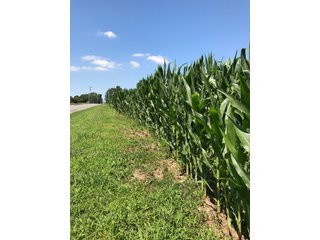 Property photo 26 - LAND AUCTION - 75.2+/- ACRES OFFERED IN 7 TRACTS IN ST. JOSEPH CO., INDIANA