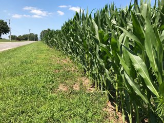 Tract 7 on Thorn Rd. - LAND AUCTION - 75.2+/- ACRES OFFERED IN 7 TRACTS IN ST. JOSEPH CO., INDIANA