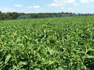 Property photo 22 - LAND AUCTION - 75.2+/- ACRES OFFERED IN 7 TRACTS IN ST. JOSEPH CO., INDIANA