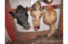 Property photo 541 - PERSONAL PROPERTY AUCTION IN MARSHALL COUNTY, INDIANA