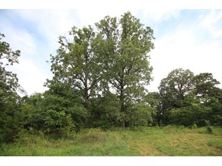 Property photo 32 - LAND AUCTION - 354+/- ACRES OFFERED IN 8 TRACTS IN CHEROKEE CO., OK