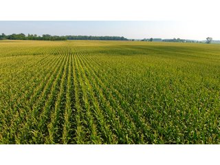 Property photo 7 - INVESTMENT QUALITY FARM LAND AUCTION 418 +/- ACRES IN 10 TRACTS IN AUGLAIZE COUNTY, OHIO