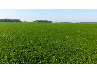 Property photo 5 - INVESTMENT QUALITY FARM LAND AUCTION 418 +/- ACRES IN 10 TRACTS IN AUGLAIZE COUNTY, OHIO