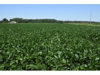 Property photo 11 - LAND AUCTION - 75+/- ACRES OFFERED IN 1 TRACT IN LAKE COUNTY, INDIANA