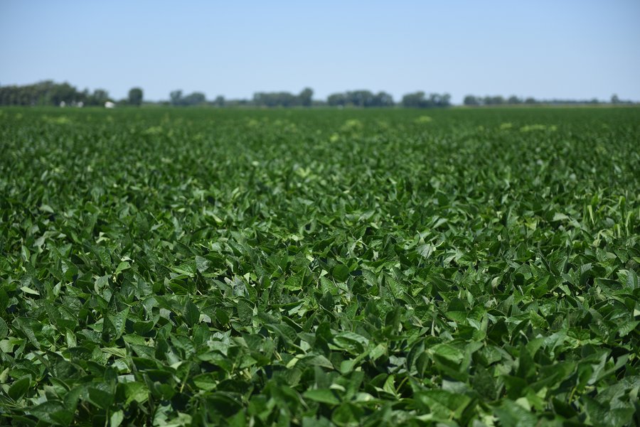 LAND AUCTION - 75+/- ACRES OFFERED IN 1 TRACT IN LAKE COUNTY, INDIANA