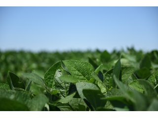 Property photo 7 - LAND AUCTION - 75+/- ACRES OFFERED IN 1 TRACT IN LAKE COUNTY, INDIANA