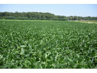Property photo 9 - LAND AUCTION - 75+/- ACRES OFFERED IN 1 TRACT IN LAKE COUNTY, INDIANA