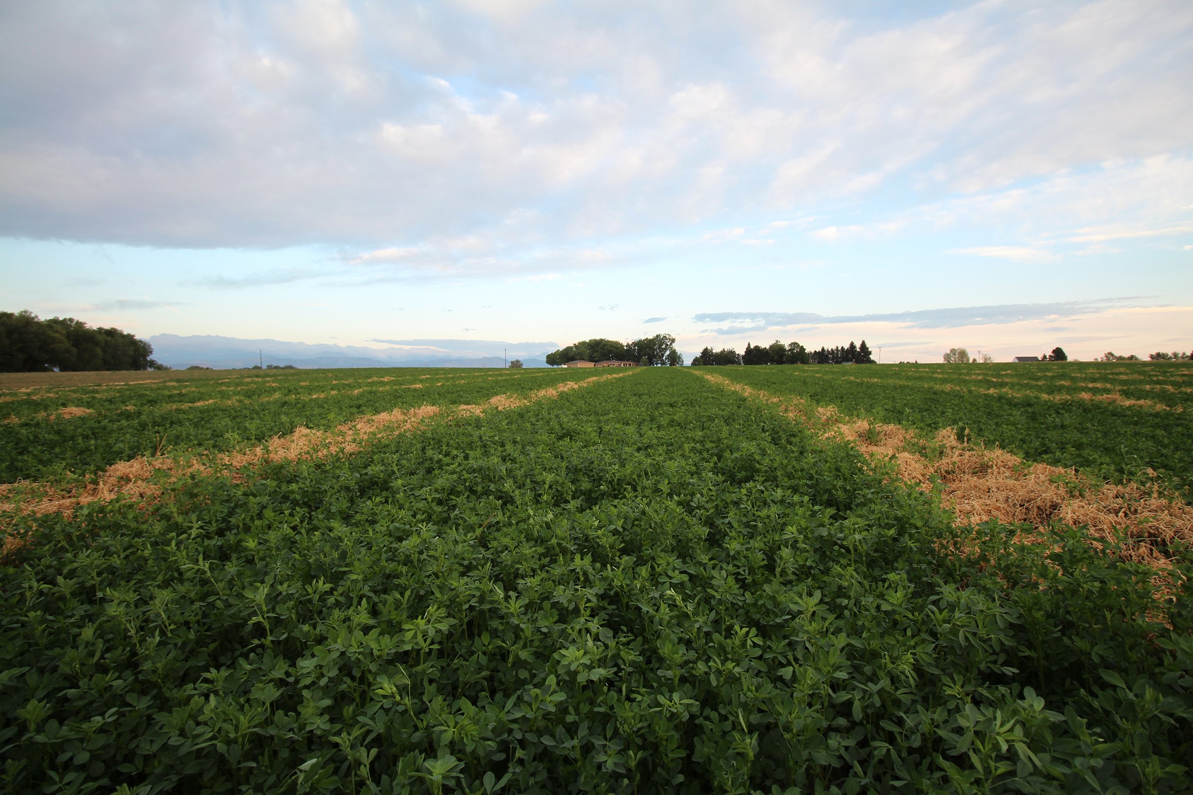 Property photo 3 - LAND & WATER RIGHTS AUCTION - 33+/- ACRES & 67 WATER UNITS/SHARES IN 26 TRACTS IN BOULDER COUNTY, CO