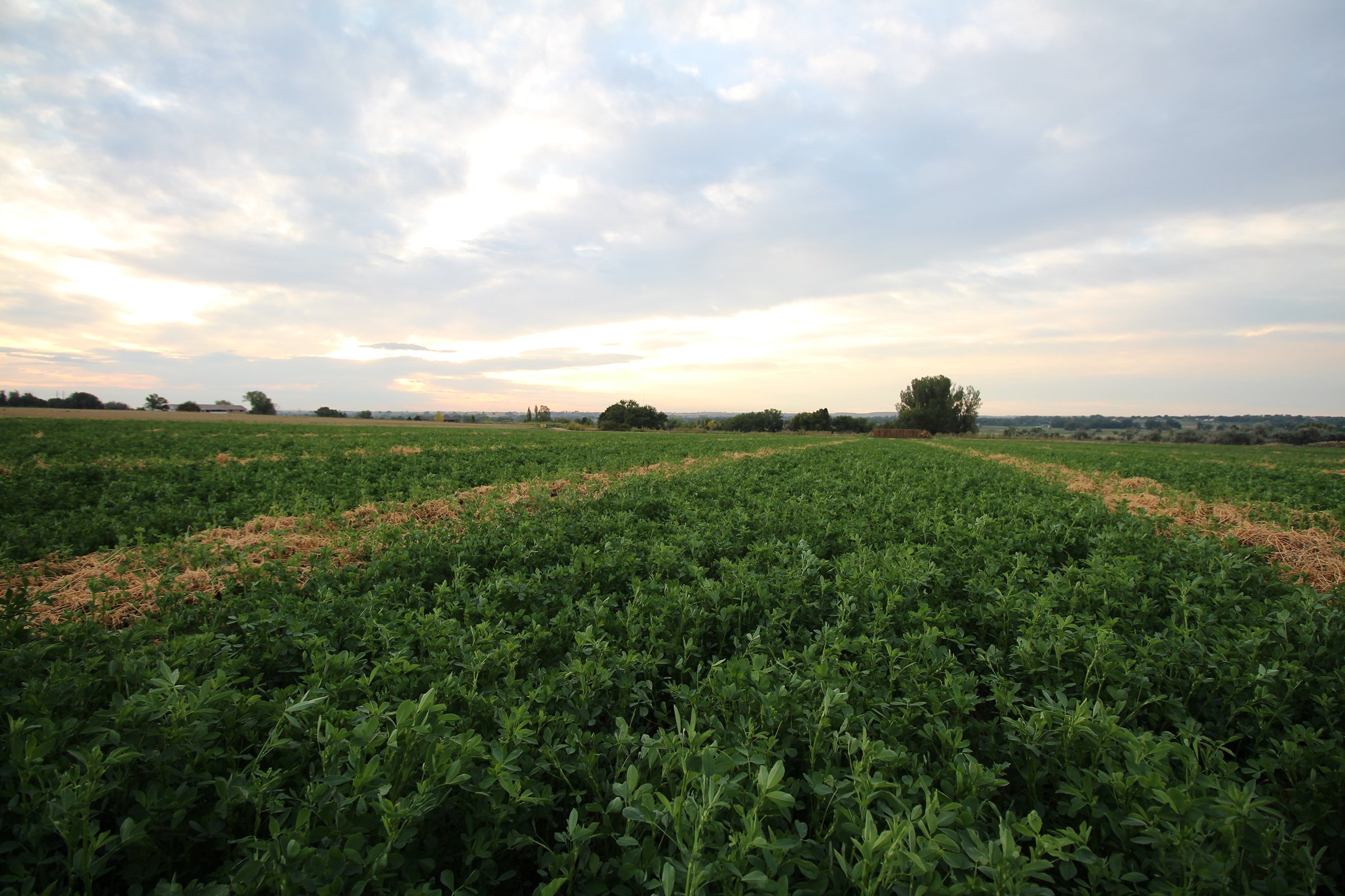 Property photo 6 - LAND & WATER RIGHTS AUCTION - 33+/- ACRES & 67 WATER UNITS/SHARES IN 26 TRACTS IN BOULDER COUNTY, CO