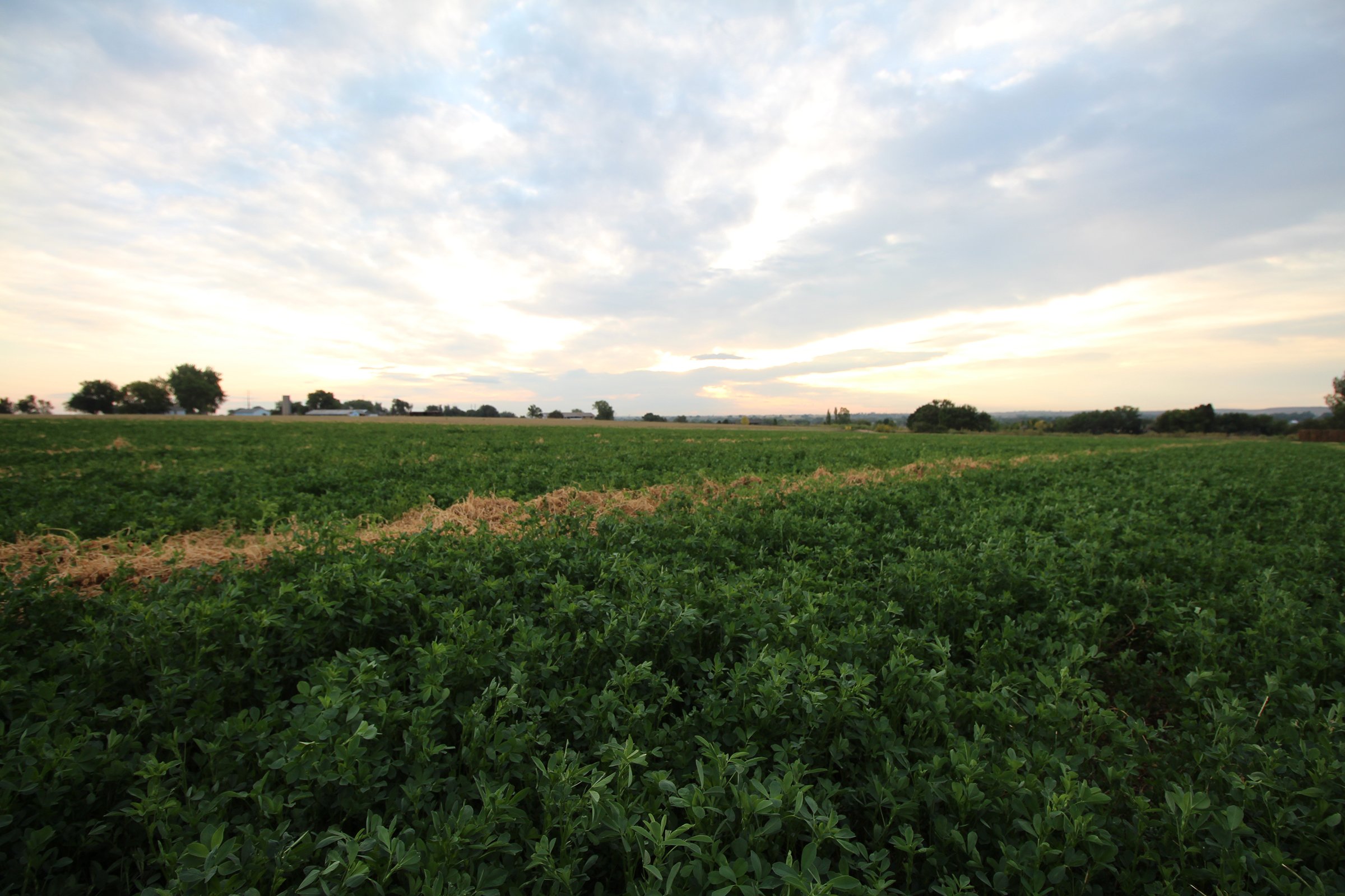 Property photo 11 - LAND & WATER RIGHTS AUCTION - 33+/- ACRES & 67 WATER UNITS/SHARES IN 26 TRACTS IN BOULDER COUNTY, CO
