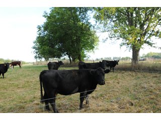 Property photo 20 - REAL ESTATE AUCTION - 495+/- ACRES OFFERED IN 19 TRACTS IN BRANCH COUNTY, MICHIGAN