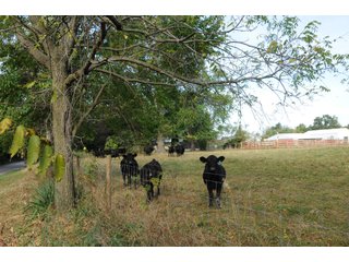 Property photo 21 - REAL ESTATE AUCTION - 495+/- ACRES OFFERED IN 19 TRACTS IN BRANCH COUNTY, MICHIGAN