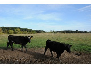 Property photo 19 - REAL ESTATE AUCTION - 495+/- ACRES OFFERED IN 19 TRACTS IN BRANCH COUNTY, MICHIGAN