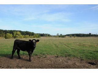 Tract 16 - REAL ESTATE AUCTION - 495+/- ACRES OFFERED IN 19 TRACTS IN BRANCH COUNTY, MICHIGAN