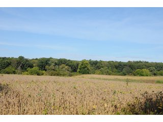 Property photo 23 - REAL ESTATE AUCTION - 495+/- ACRES OFFERED IN 19 TRACTS IN BRANCH COUNTY, MICHIGAN
