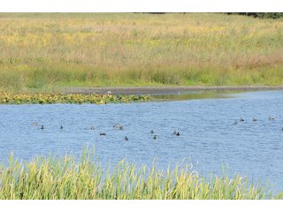 Property photo 32 - REAL ESTATE AUCTION - 495+/- ACRES OFFERED IN 19 TRACTS IN BRANCH COUNTY, MICHIGAN