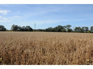 Property photo 26 - REAL ESTATE AUCTION - 495+/- ACRES OFFERED IN 19 TRACTS IN BRANCH COUNTY, MICHIGAN