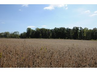 Tract 11 - REAL ESTATE AUCTION - 495+/- ACRES OFFERED IN 19 TRACTS IN BRANCH COUNTY, MICHIGAN