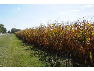 Property photo 57 - REAL ESTATE AUCTION - 495+/- ACRES OFFERED IN 19 TRACTS IN BRANCH COUNTY, MICHIGAN