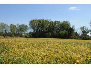 Property photo 56 - REAL ESTATE AUCTION - 495+/- ACRES OFFERED IN 19 TRACTS IN BRANCH COUNTY, MICHIGAN